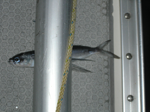 klfliegenderfisch.jpg